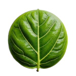 Bio